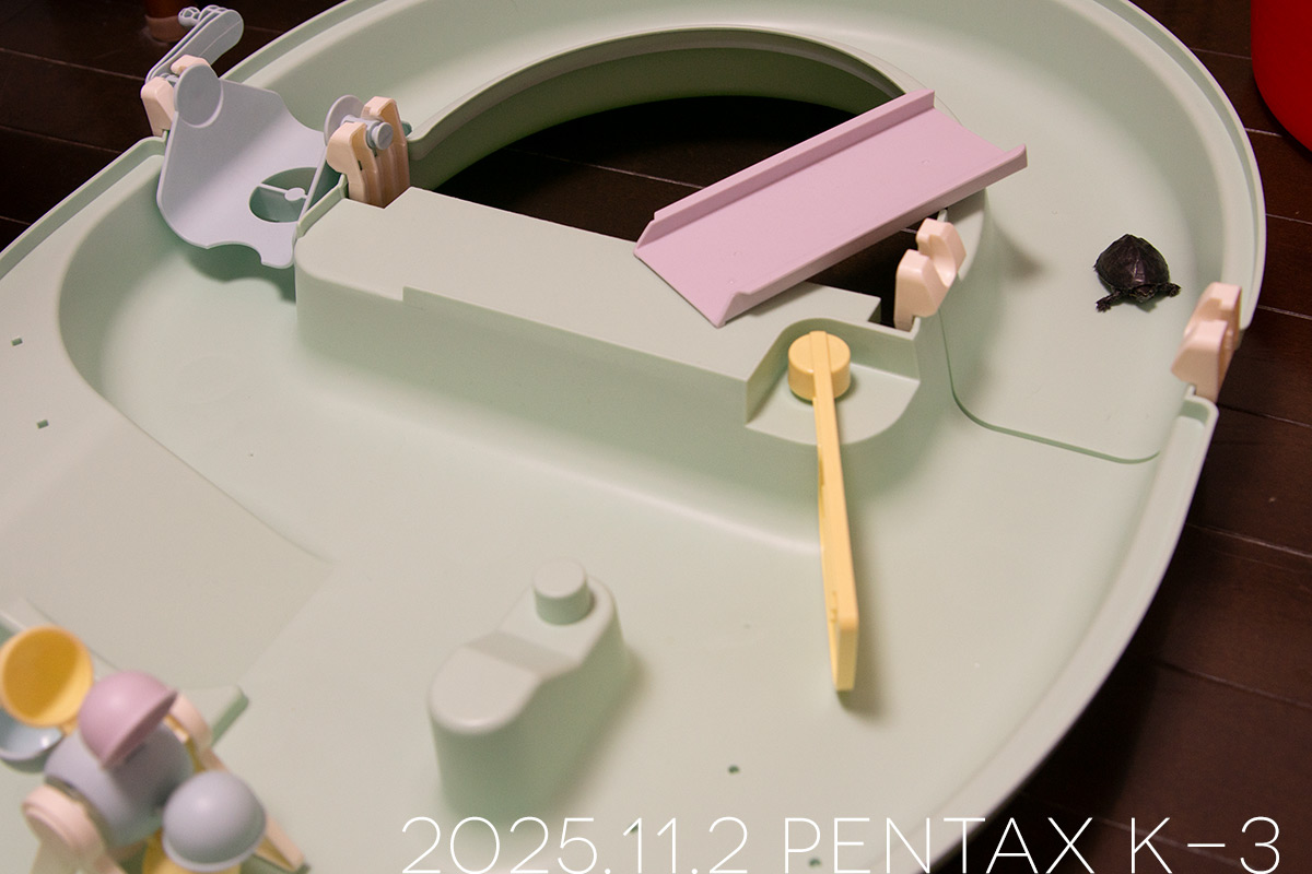 ミシシッピニオイガメの「つぶら」