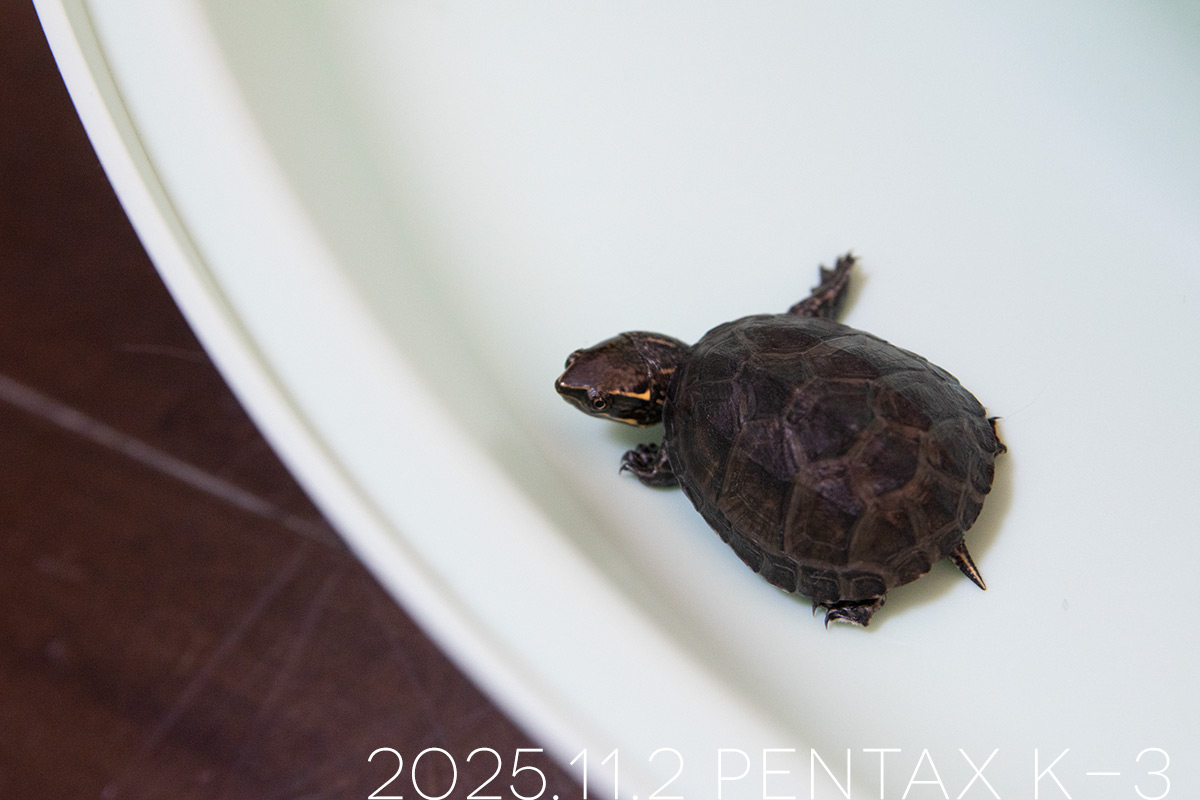 ミシシッピニオイガメの「つぶら」