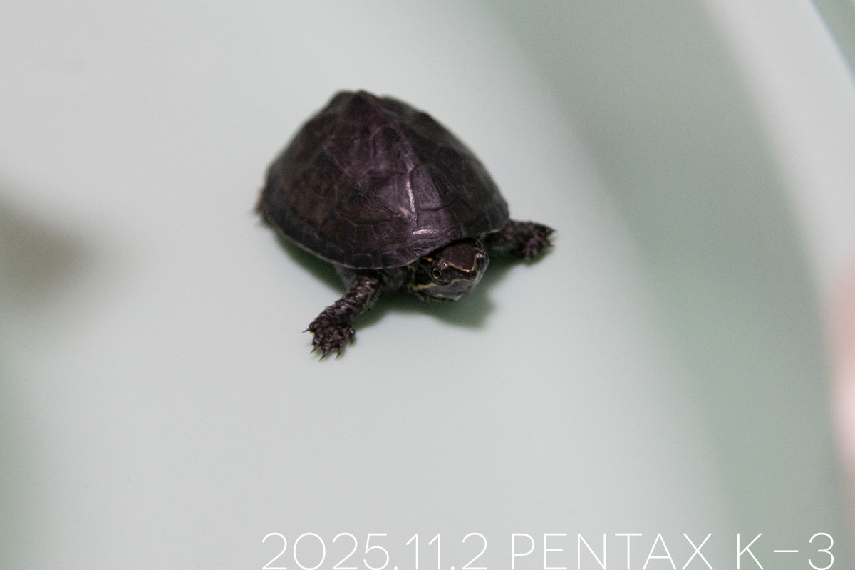 ミシシッピニオイガメの「つぶら」