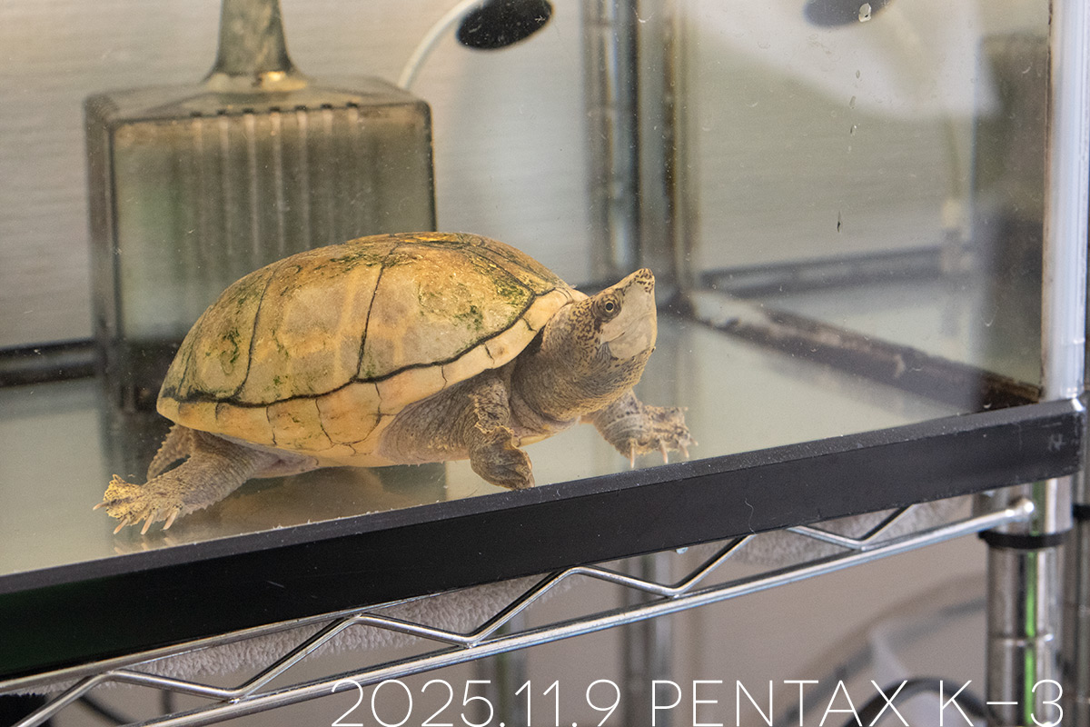 ミシシッピニオイガメの「あずき」