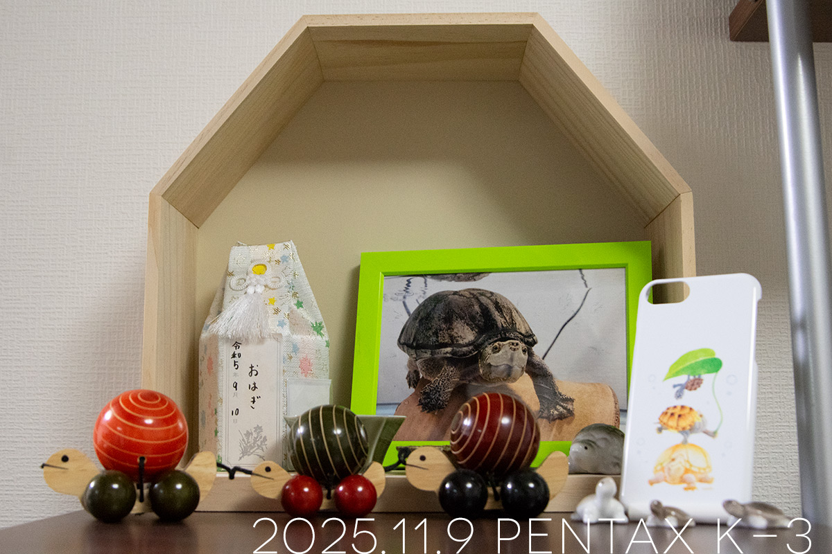 ミシシッピニオイガメの「おはぎ」