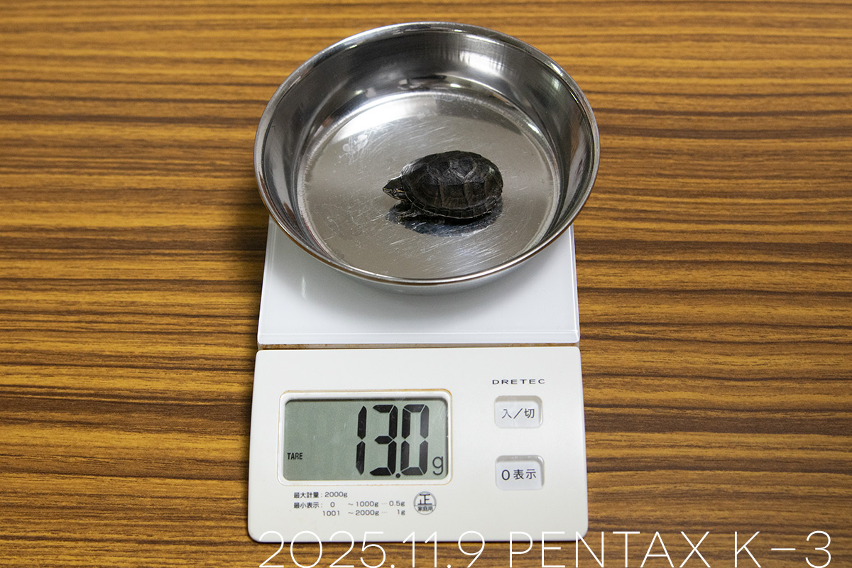 ミシシッピニオイガメの「つぶら」