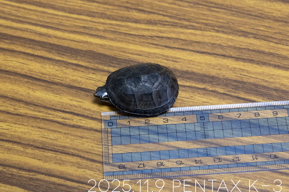 ミシシッピニオイガメの「つぶら」