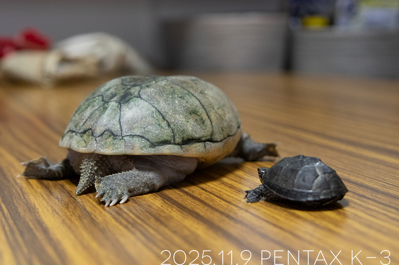 ミシシッピニオイガメの「あずき」と「つぶら」