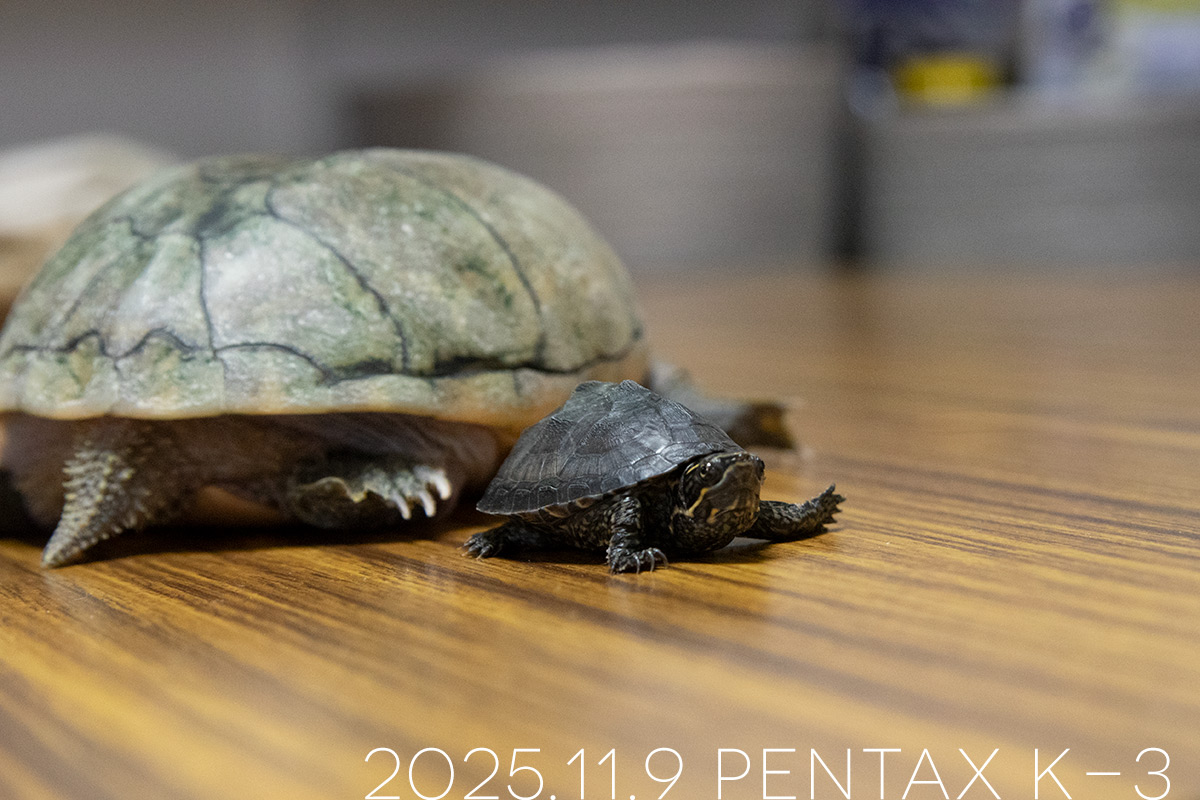 ミシシッピニオイガメの「あずき」と「つぶら」