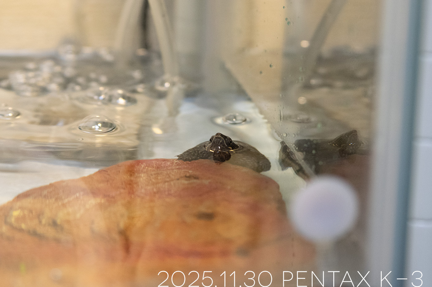 ミシシッピニオイガメの「つぶら」