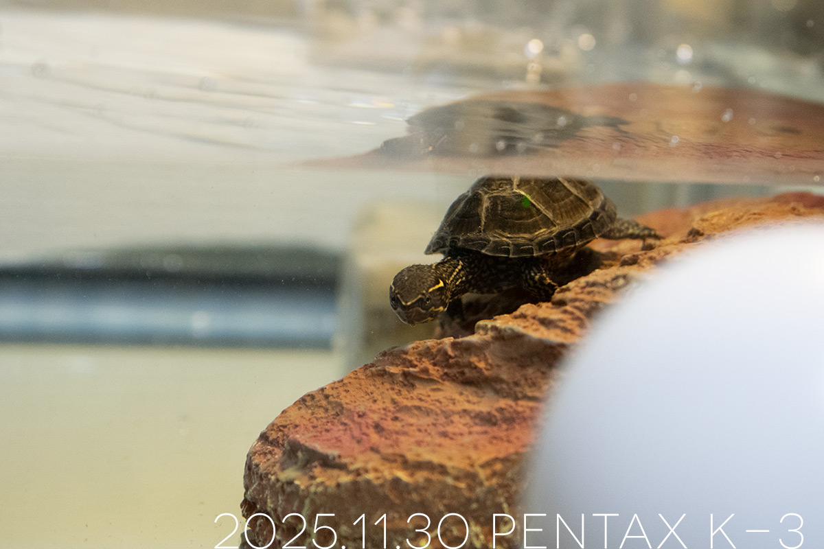 ミシシッピニオイガメの「つぶら」