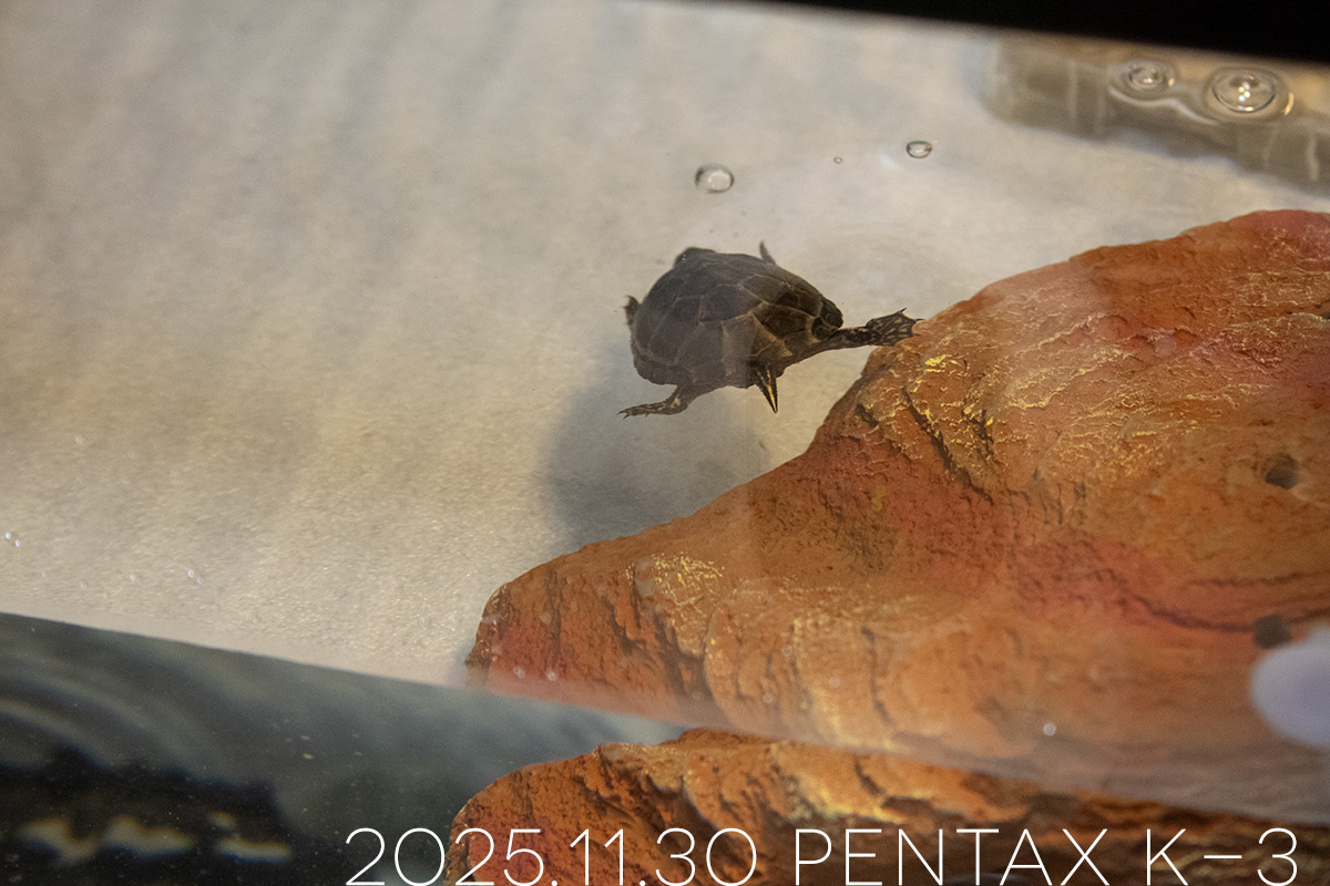 ミシシッピニオイガメの「つぶら」