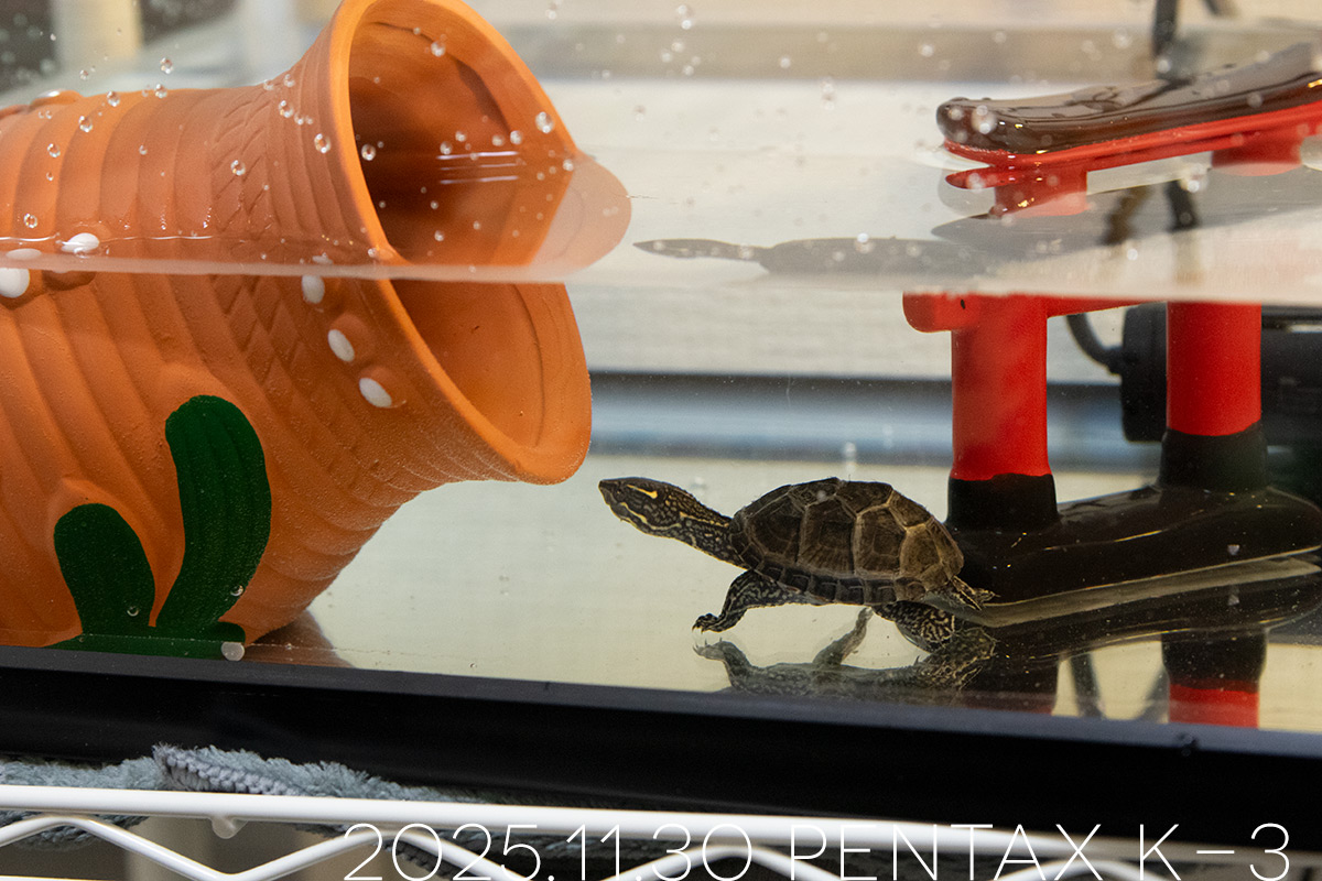 ミシシッピニオイガメの「つぶら」