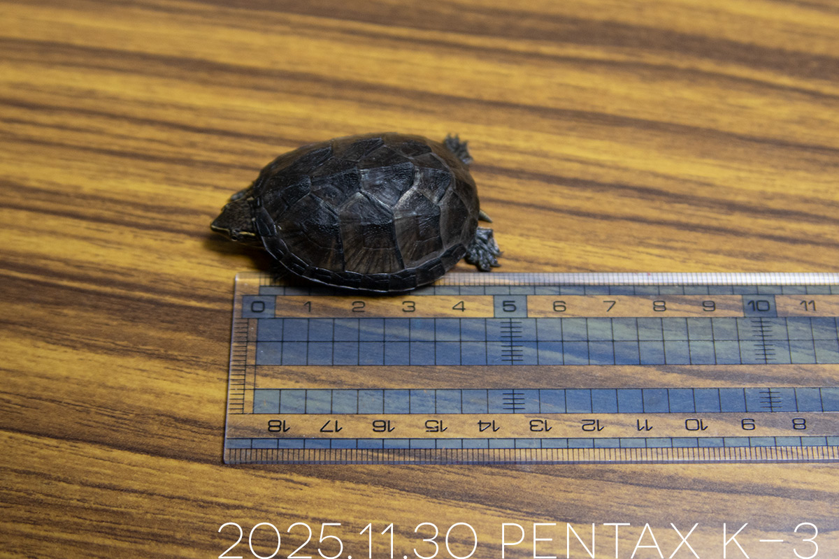 ミシシッピニオイガメの「つぶら」