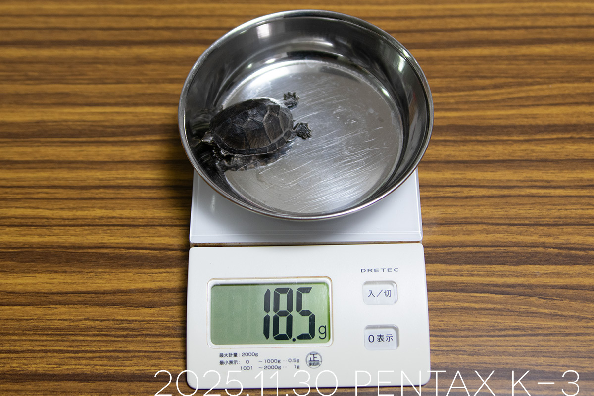 ミシシッピニオイガメの「つぶら」