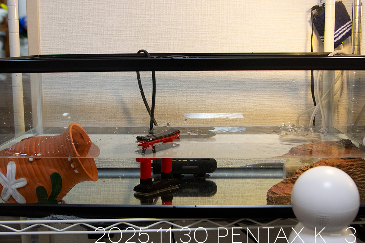 つぶらの60センチ水槽