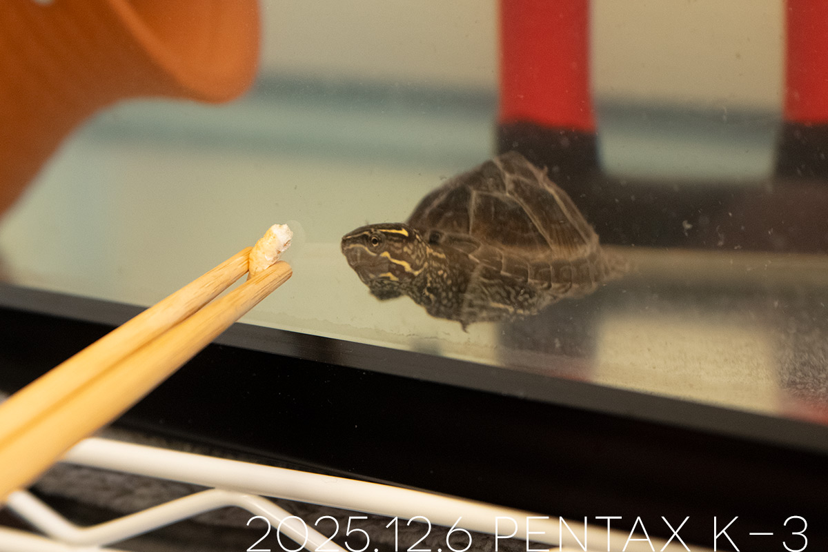 ミシシッピニオイガメの「つぶら」