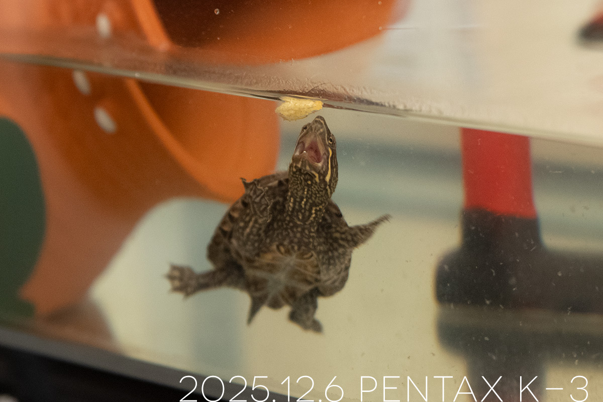 ミシシッピニオイガメの「つぶら」