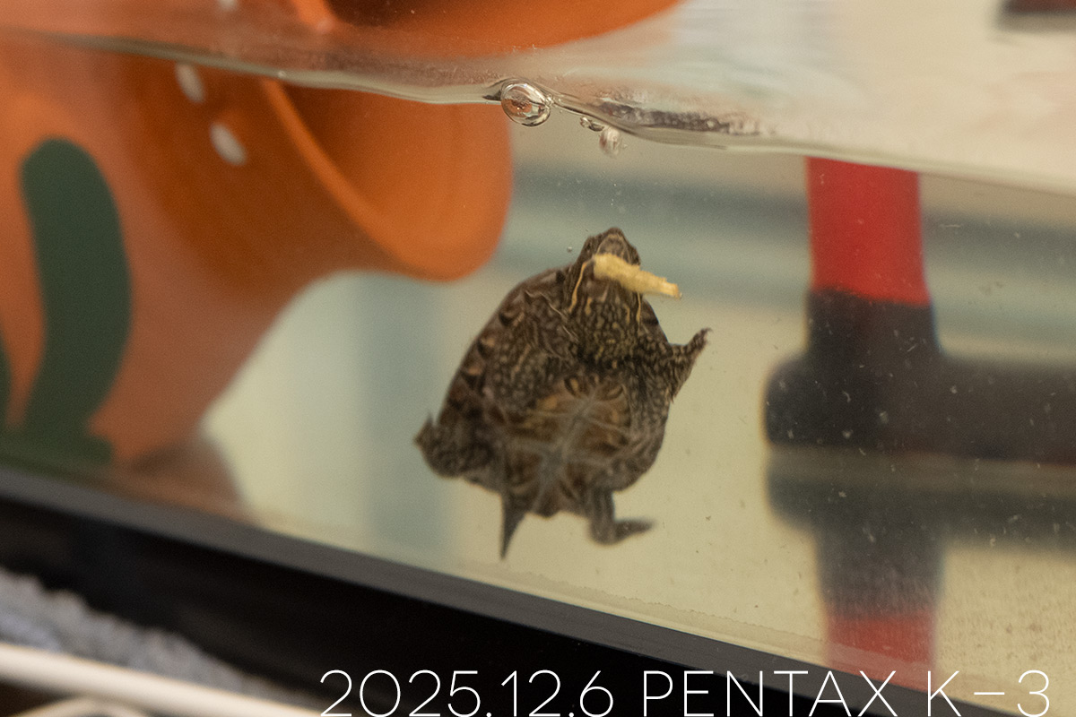 ミシシッピニオイガメの「つぶら」