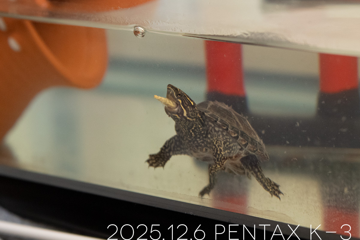 ミシシッピニオイガメの「つぶら」