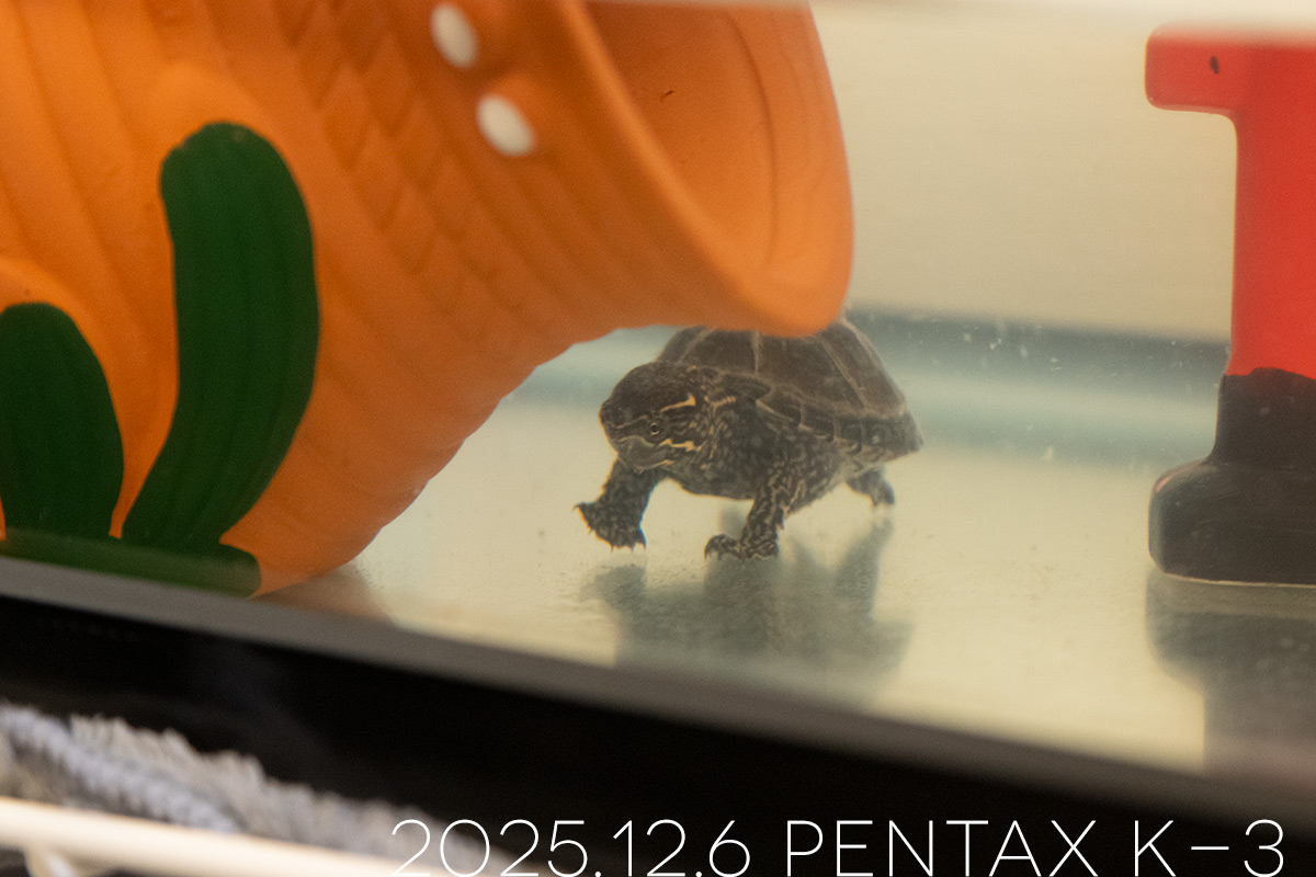 ミシシッピニオイガメの「つぶら」