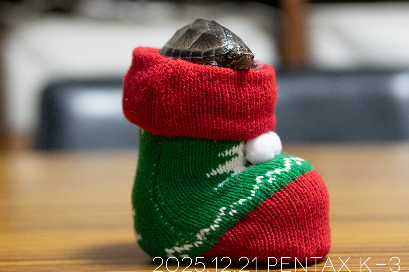 ミシシッピニオイガメの「つぶら」