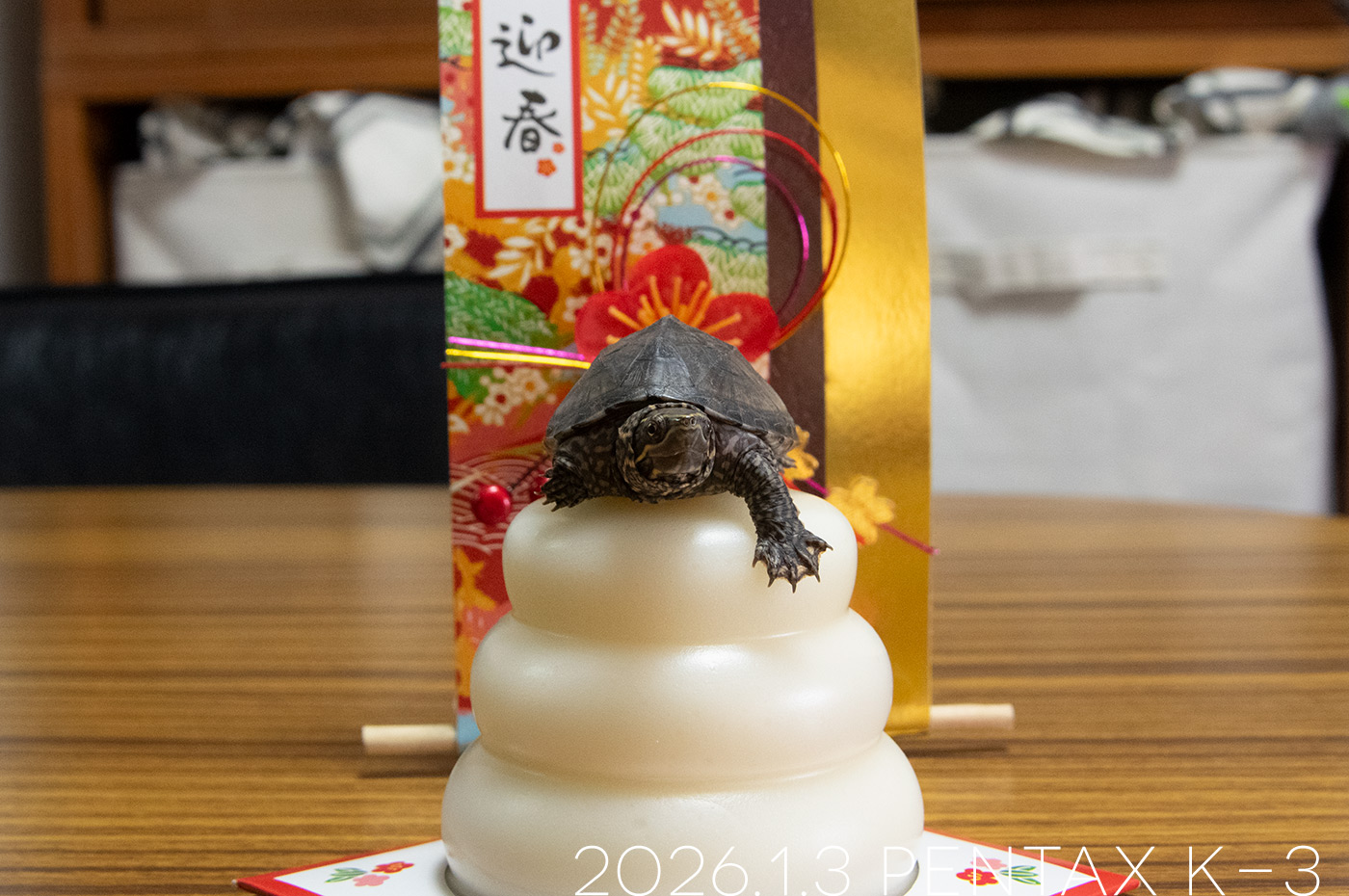 ミシシッピニオイガメの「つぶら」