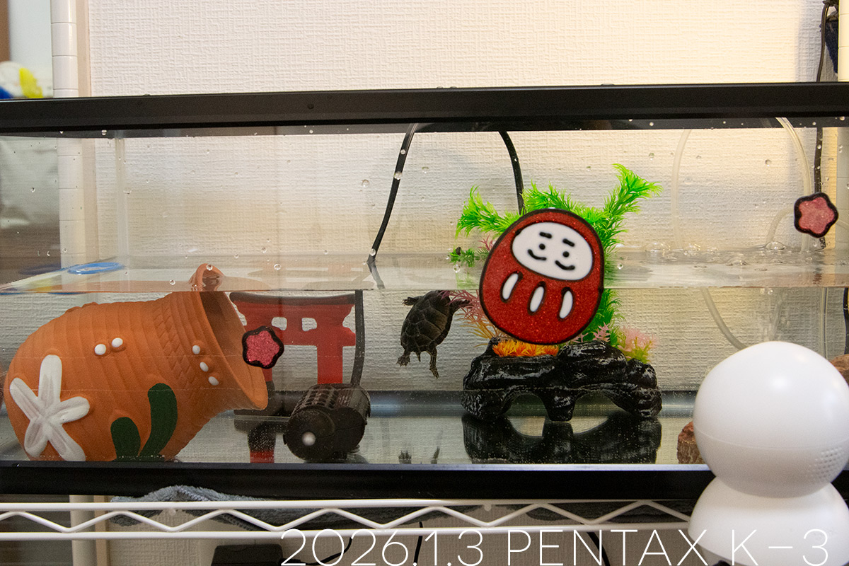 ミシシッピニオイガメの「つぶら」