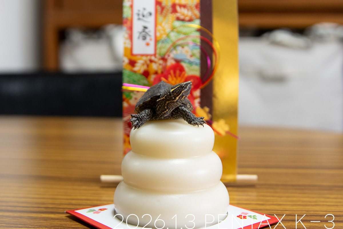 ミシシッピニオイガメの「つぶら」