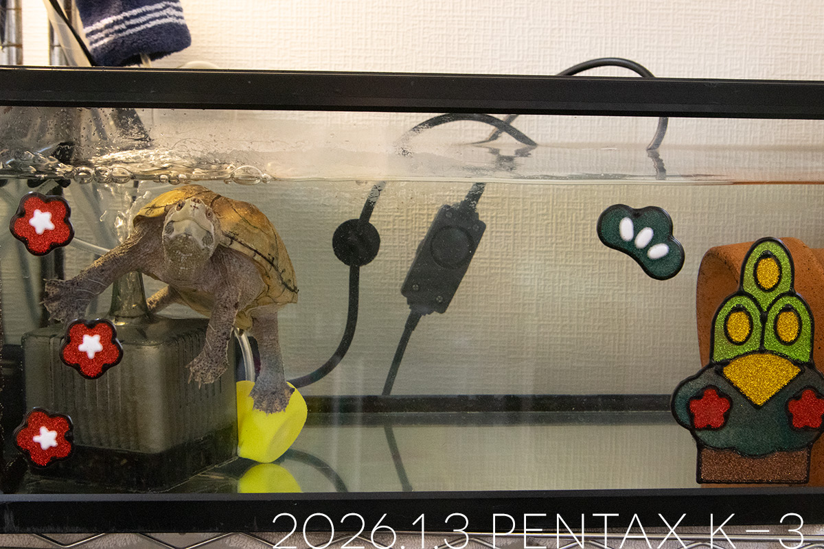 ミシシッピニオイガメの「よもぎ」