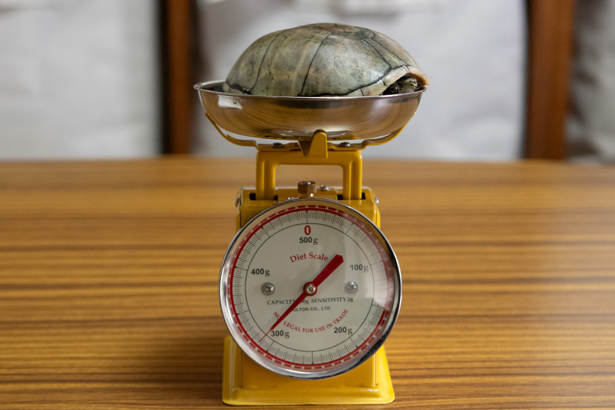 ミシシッピニオイガメの「あずき」