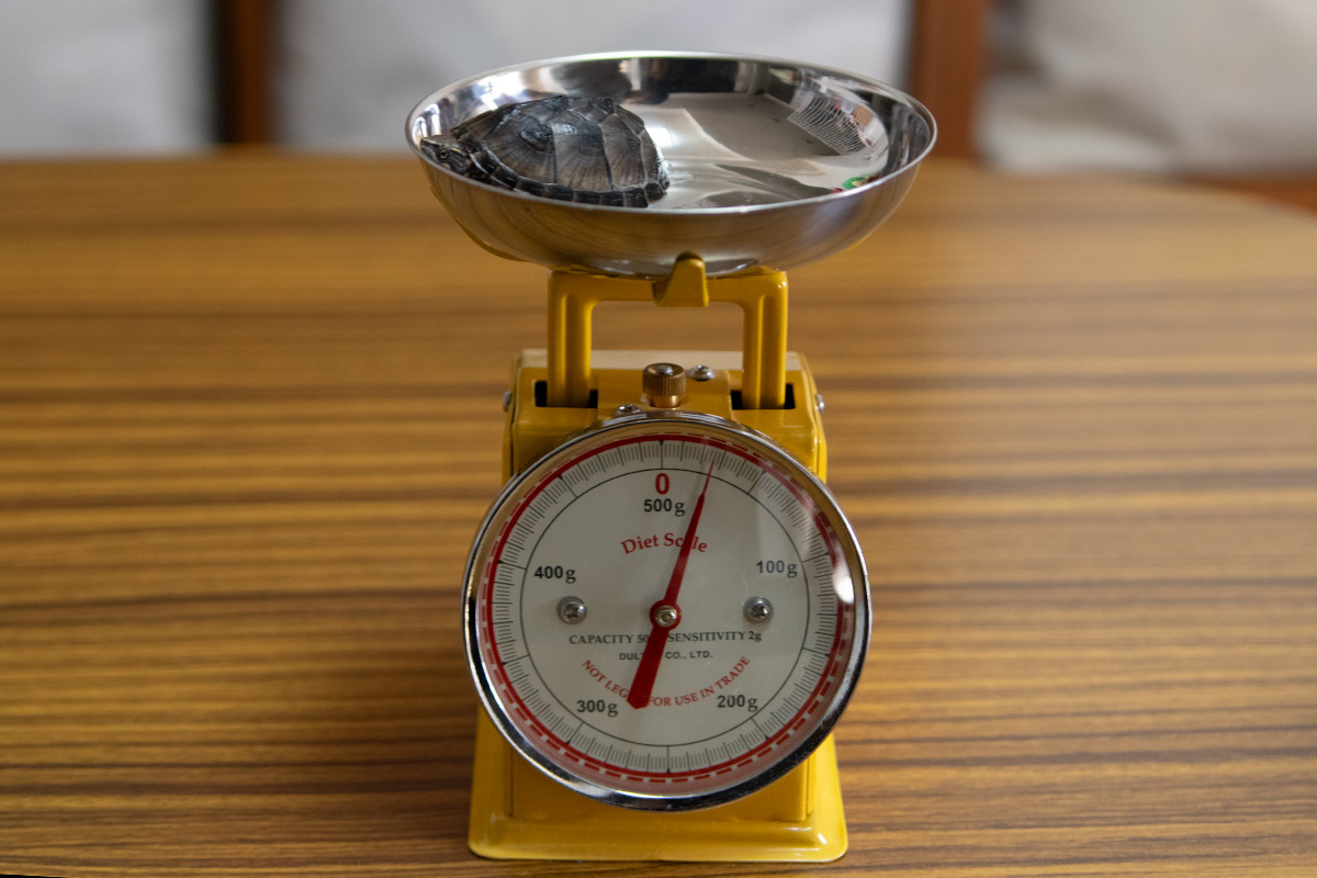 ミシシッピニオイガメの「つぶら」