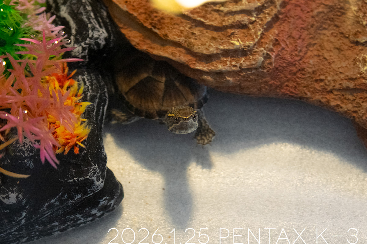 ミシシッピニオイガメの「つぶら」