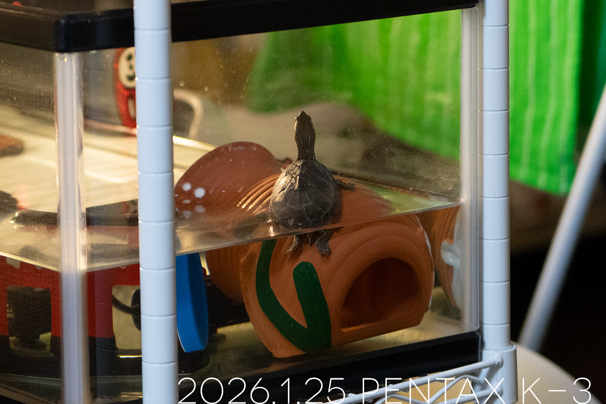 ミシシッピニオイガメの「つぶら」