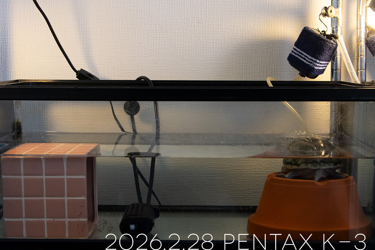 ミシシッピニオイガメの「あずき」