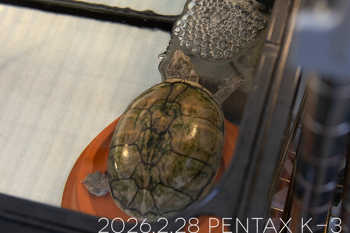 ミシシッピニオイガメの「あずき」