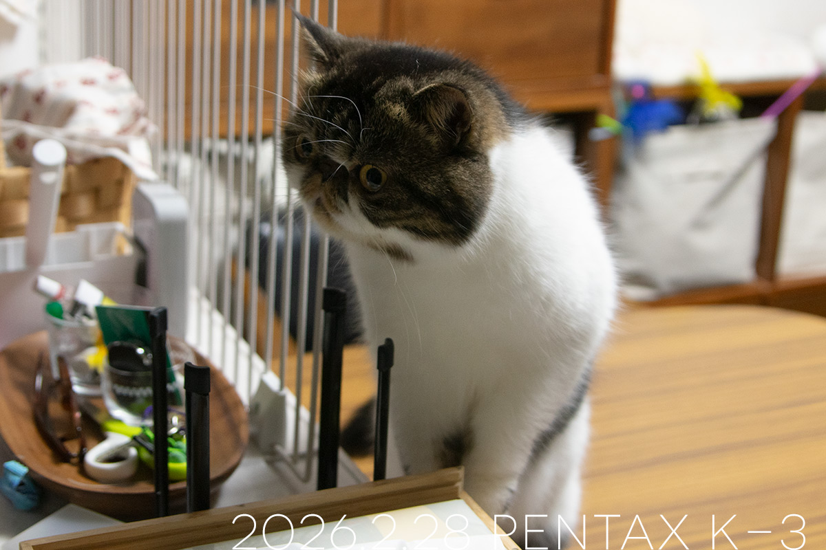 エキゾチックショートヘアの「ごまめ」