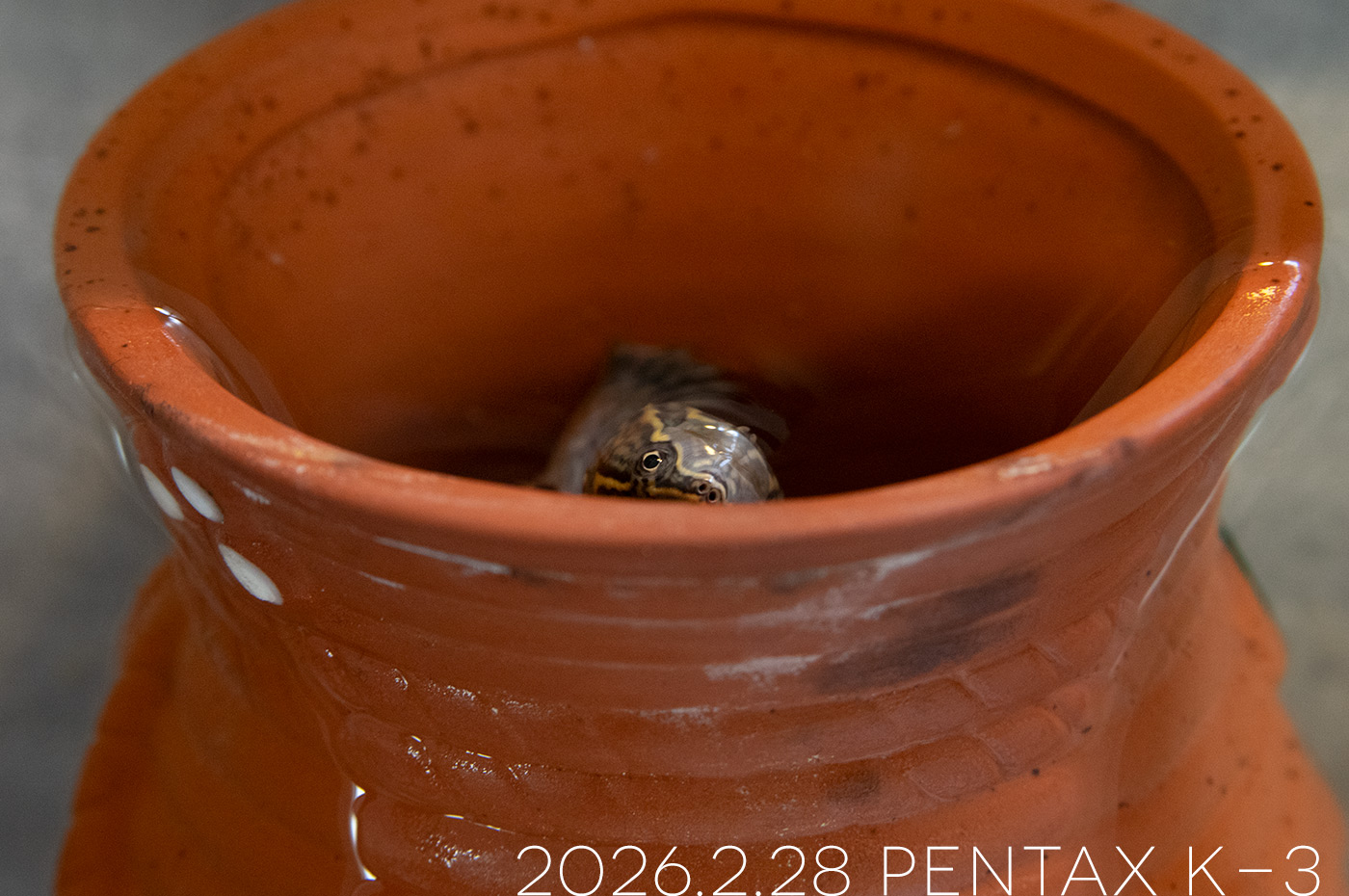 ミシシッピニオイガメの「つぶら」