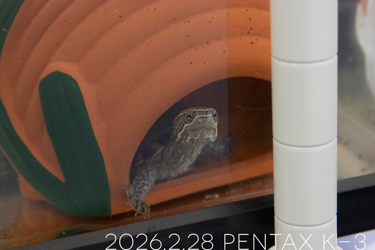 ミシシッピニオイガメの「つぶら」