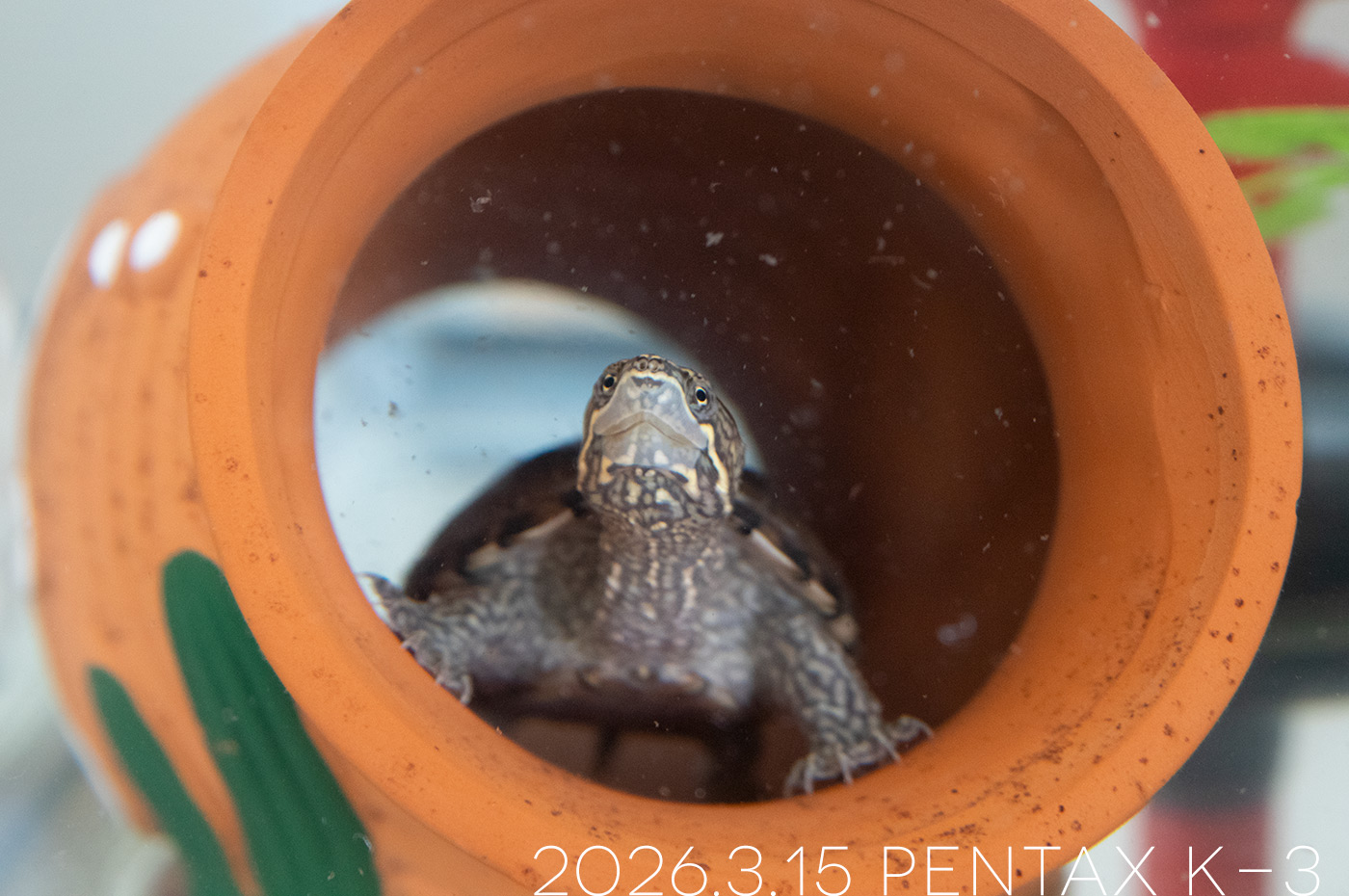 ミシシッピニオイガメの「つぶら」