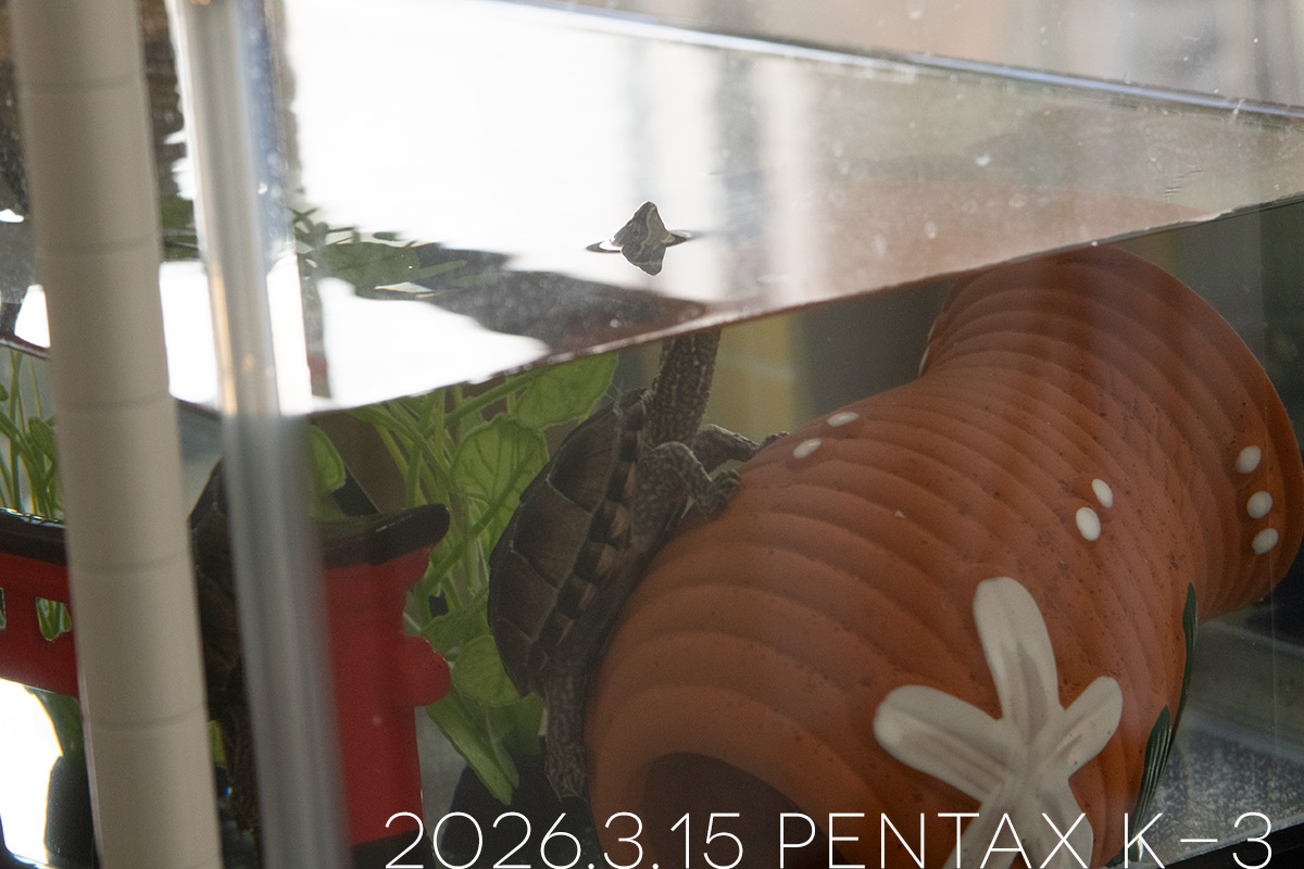 ミシシッピニオイガメの「つぶら」