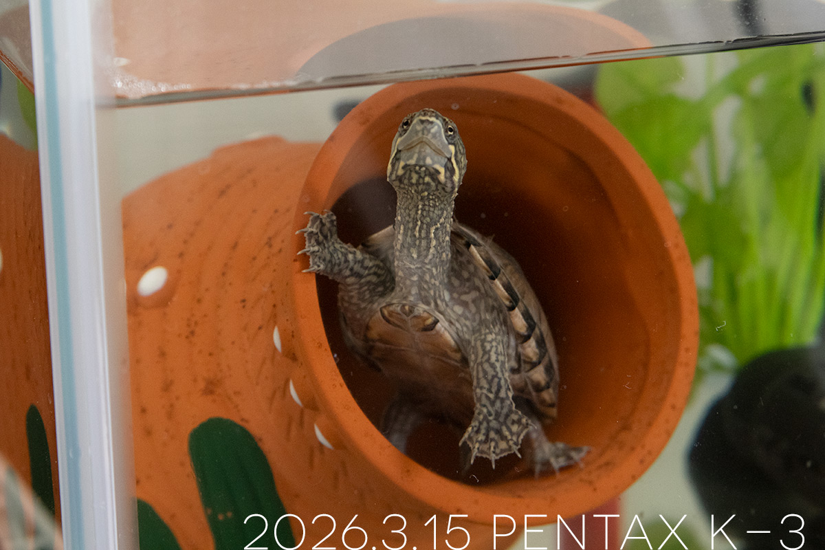 ミシシッピニオイガメの「つぶら」