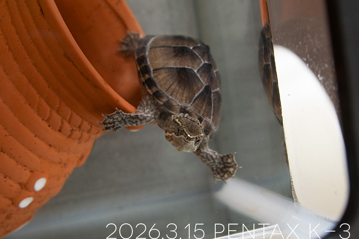 ミシシッピニオイガメの「つぶら」