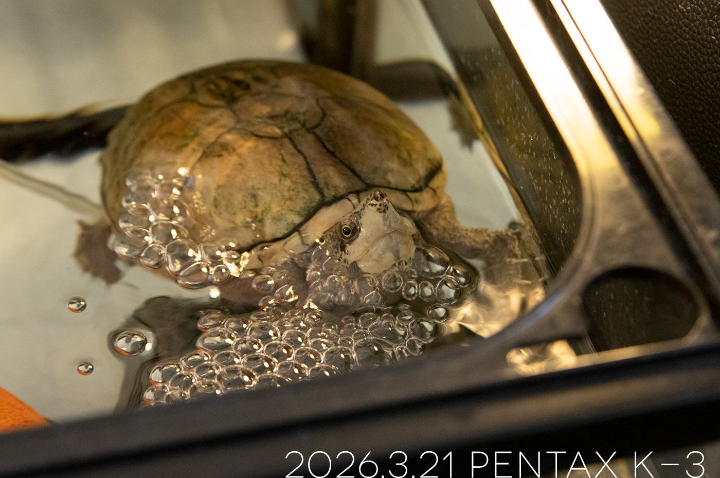 ミシシッピニオイガメの「あずき」