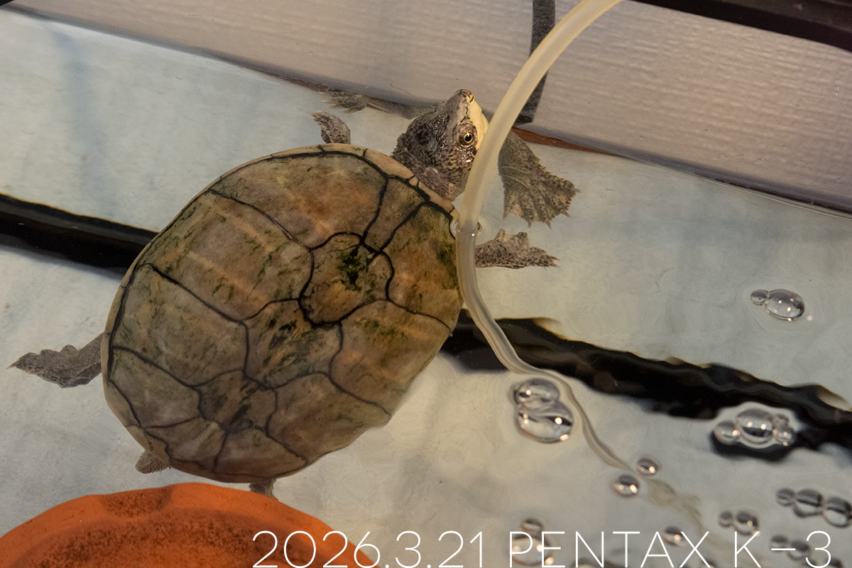 ミシシッピニオイガメの「あずき」