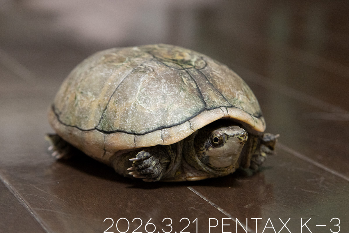 ミシシッピニオイガメの「あずき」